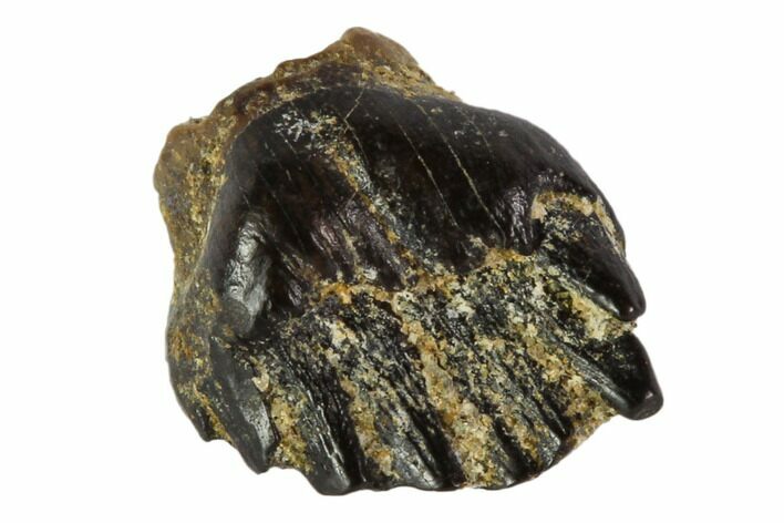 Fossil Ankylosaur Tooth - Montana #108126